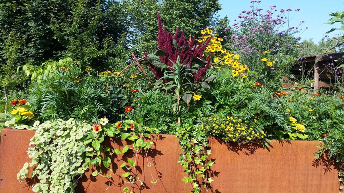 stark bepflanztes Hochbeet aus Edelrost mit vielen Blumen