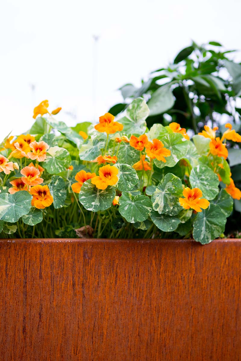 Hochbeet aus Edelrost mit Blumen